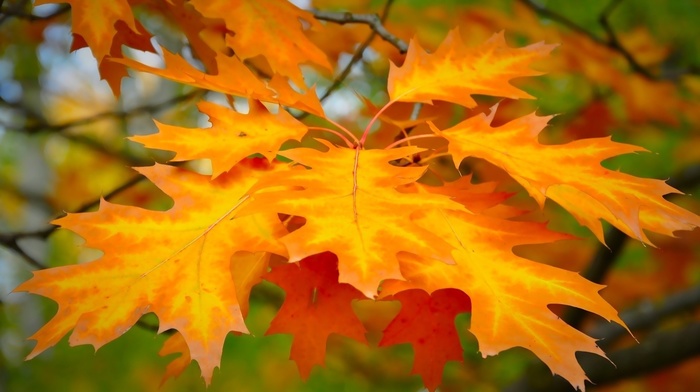 macro, leaves, background, Sun