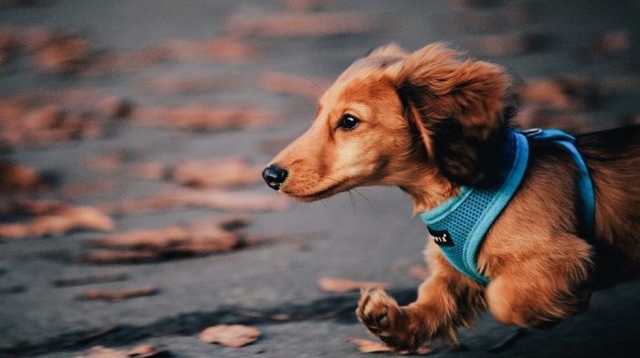 autumn, animals, dog