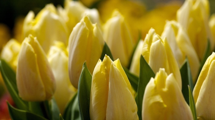 tulips, macro, flowers
