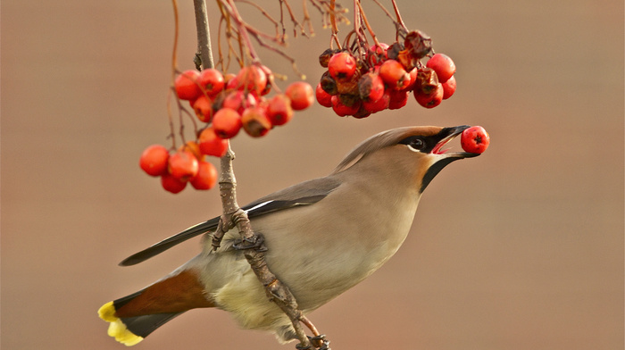 background, animals, bird, berries, branch