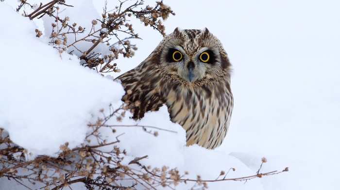 snow, sight, owl, bird, animals