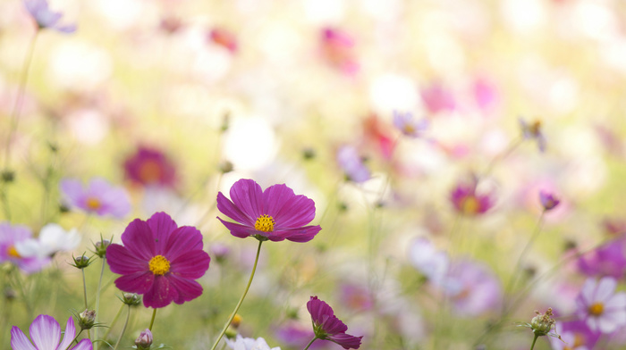 petals, flowers
