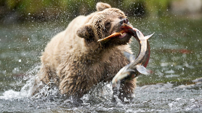 animals, USA