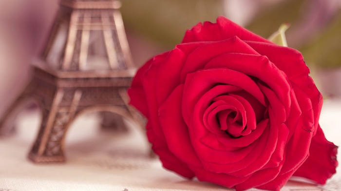 flowers, rose, macro, flower, Eiffel Tower