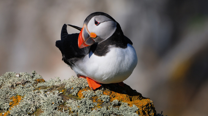 rock, animals, bird