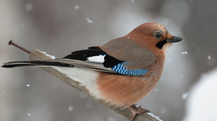 animals, snow, winter, bird