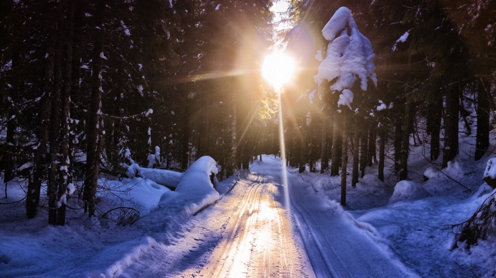 road, winter, nature, forest