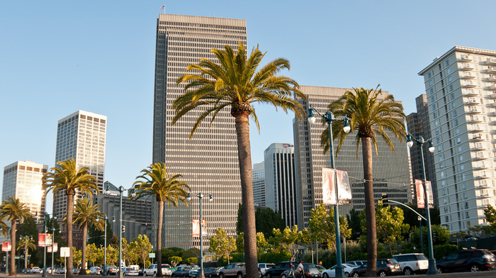 palm trees, USA, cities, sky, America