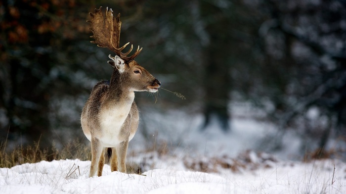 horns, animals, deer, winter, nature