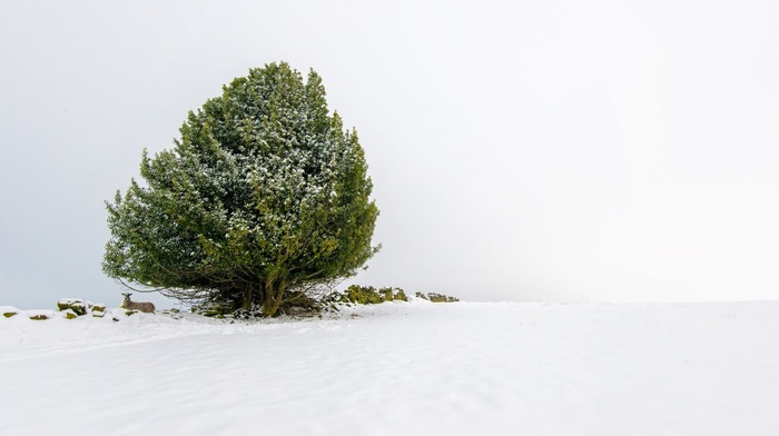 nature, tree, winter, snow