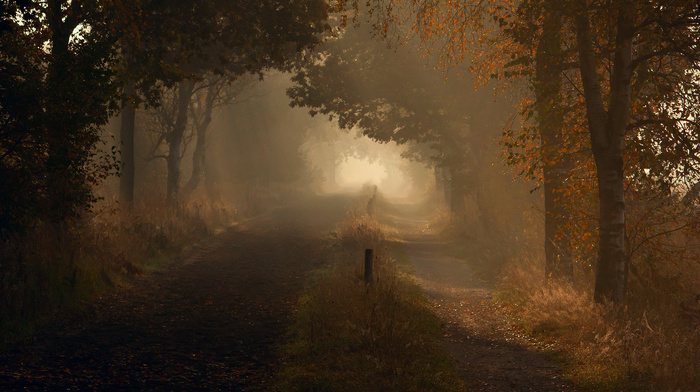 nature, light, road, drops, morning, autumn