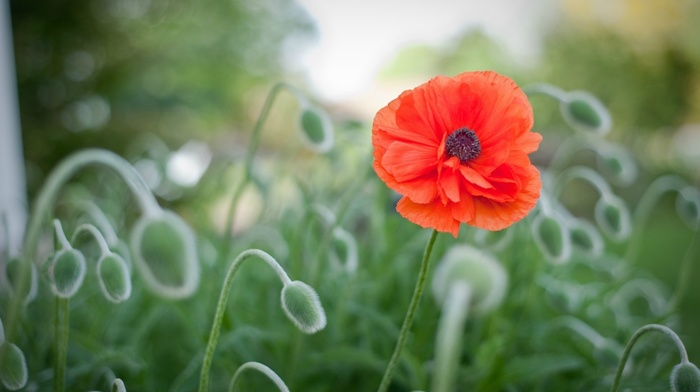 macro, flower, glade, flowers, red