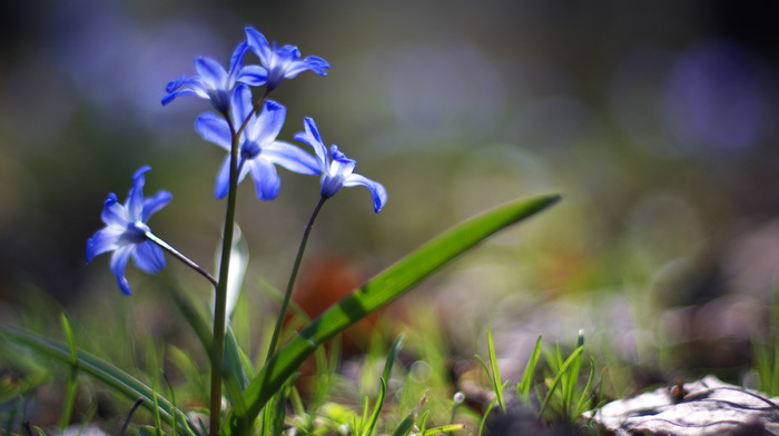 flowers, greenery, grass, spring, Earth