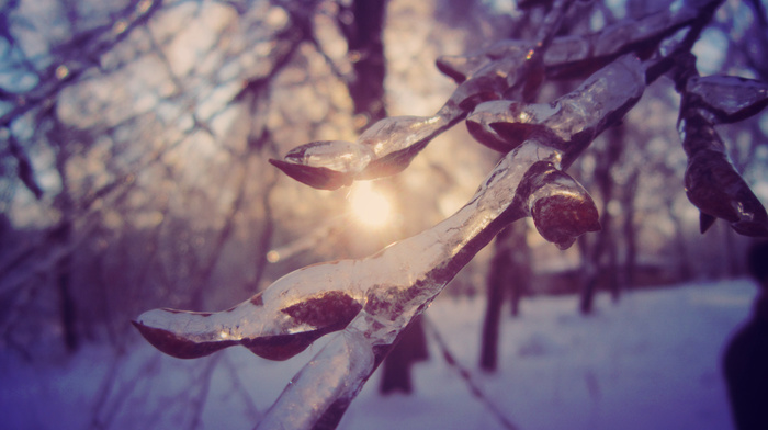 macro, ice, nature, beautiful, winter