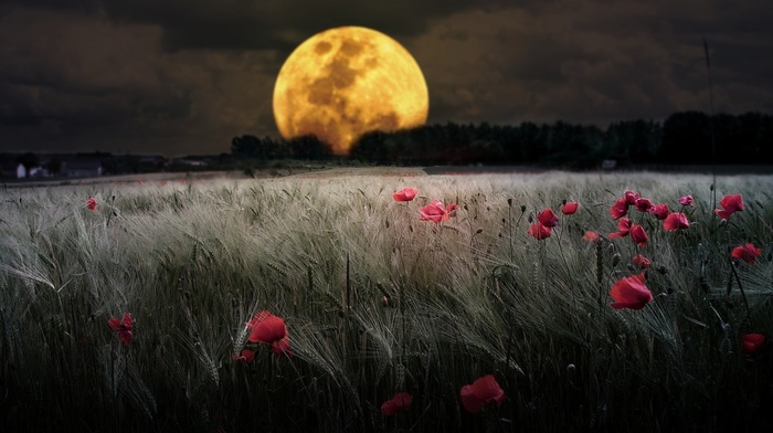 flowers, wheat, moon, field, night, poppies, nature