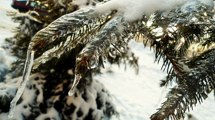 winter, fir-tree, ice