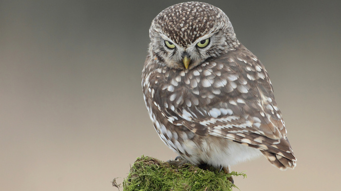 sight, bird, animals, moss, owl