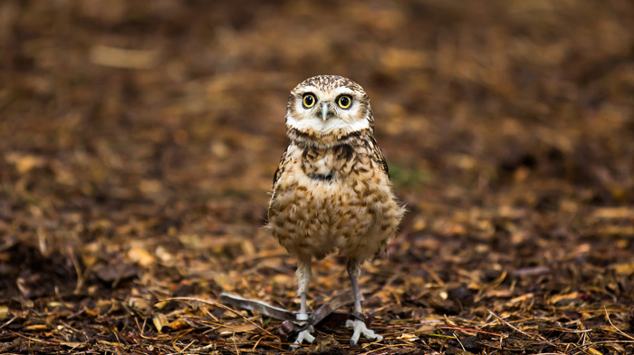 nature, animals, background, owl