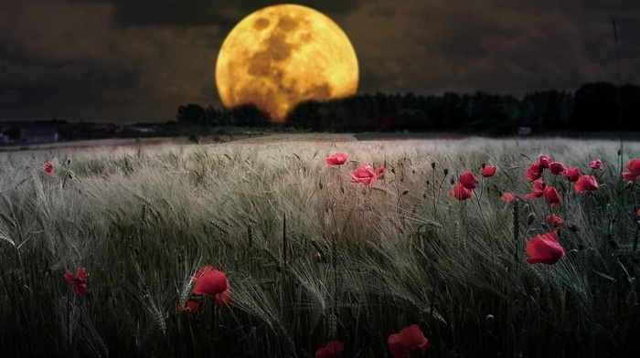 moon, field, nature, flowers