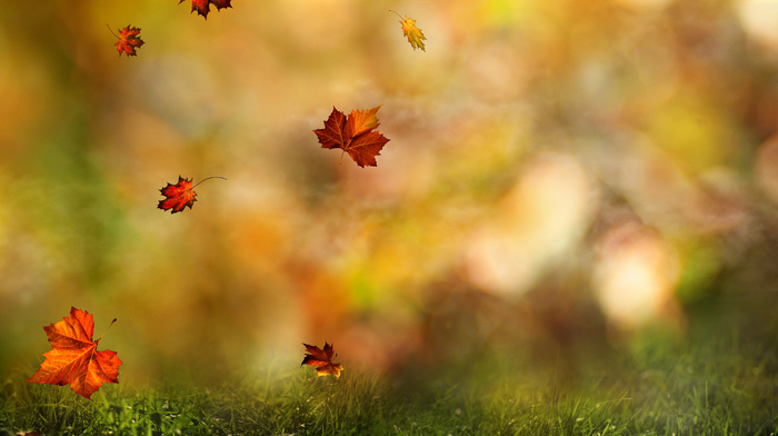 autumn, branch, macro, leaves
