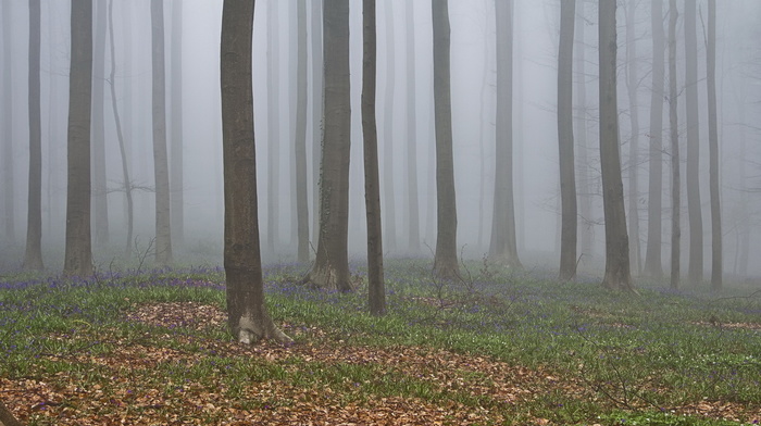 mist, forest, trees, nature