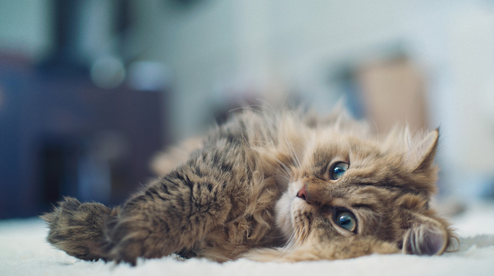 animals, lying down