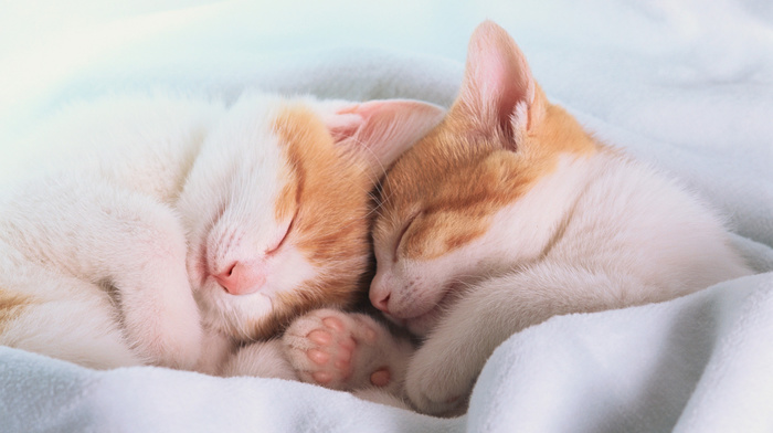 kittens, animals, ears, sleeping