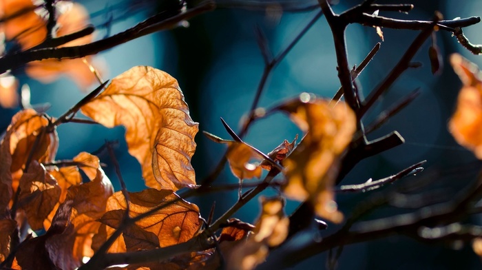 macro, leaves, autumn, forest