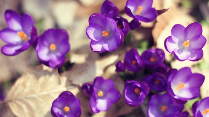 flowers, leaves