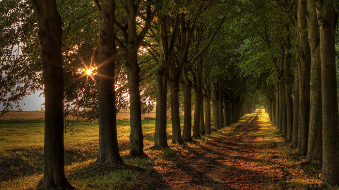 road, nature, landscape, trees, light