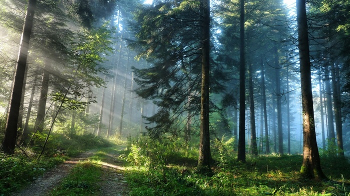 forest, road, trees, nature, grass