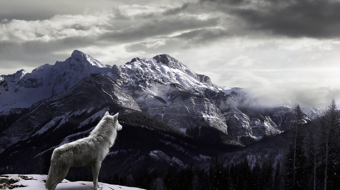 animals, mist, mountain, snow, wolf