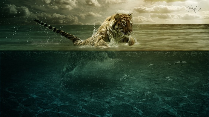 animals, tiger, bounce, water