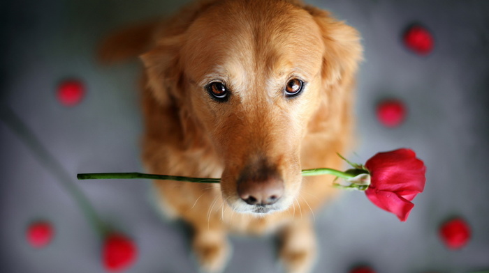 rose, background, dog, animals