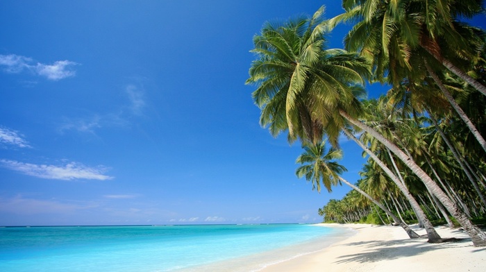 palm trees, sea, nature, tropics, sand, beach