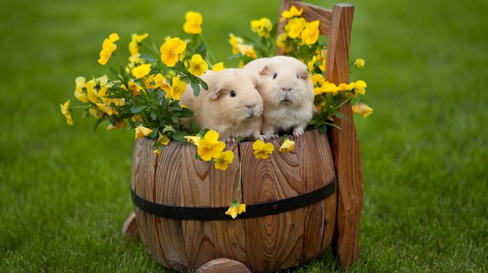 animals, flowers