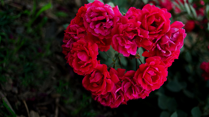 petals, roses, heart, motion blur, flowers, macro