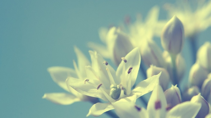 flowers, macro, background