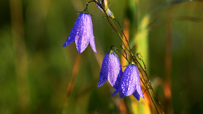 nature, drops, flowers