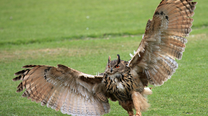background, animals, grass, owl, wings
