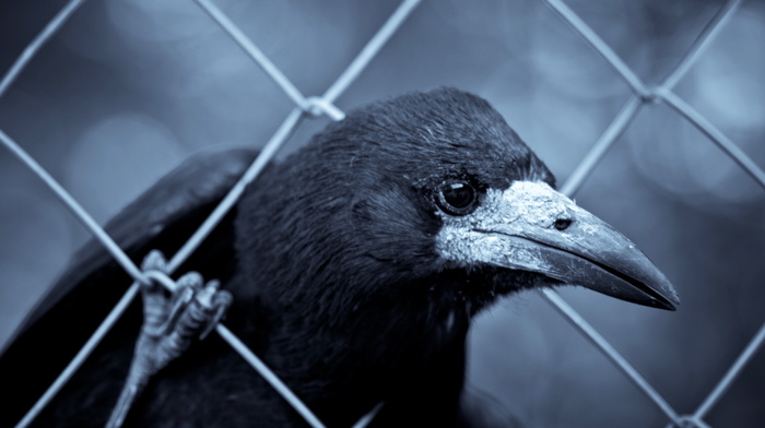 fence, macro, animals