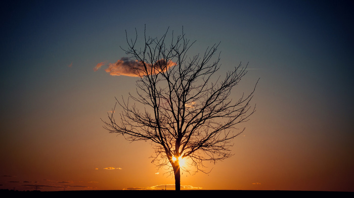 Sun, evening, tree, sky, nature