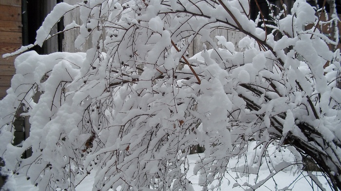 winter, plant, snow