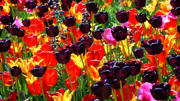 flowers, flower, tulips