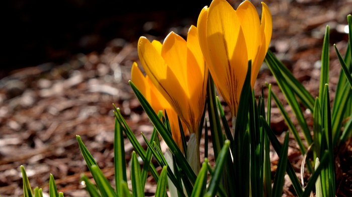 spring, petals