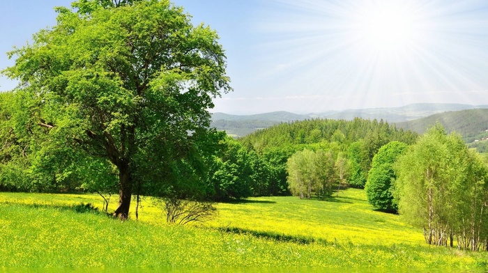 forest, summer, trees, greenery, nature, Sun