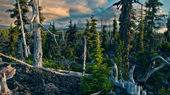mountain, forest, nature, sky