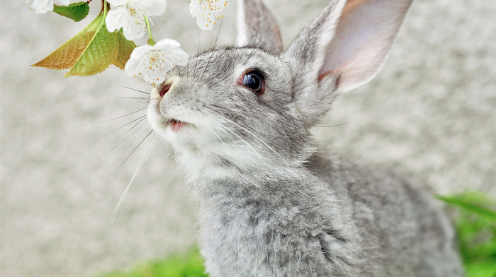 ears, animals, mustache, branch, gray