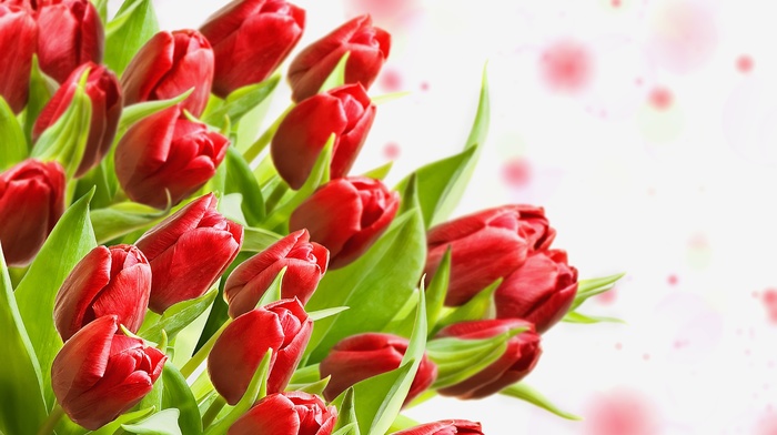 tulips, bouquet, flowers