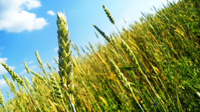 wheat, field, summer